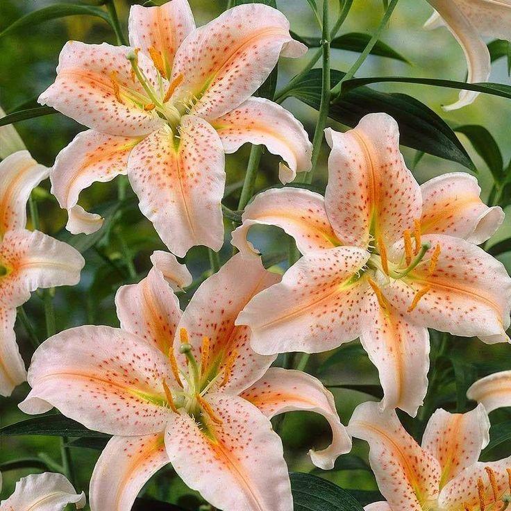 Sunlit Meadows Harmony Floral Ensemble